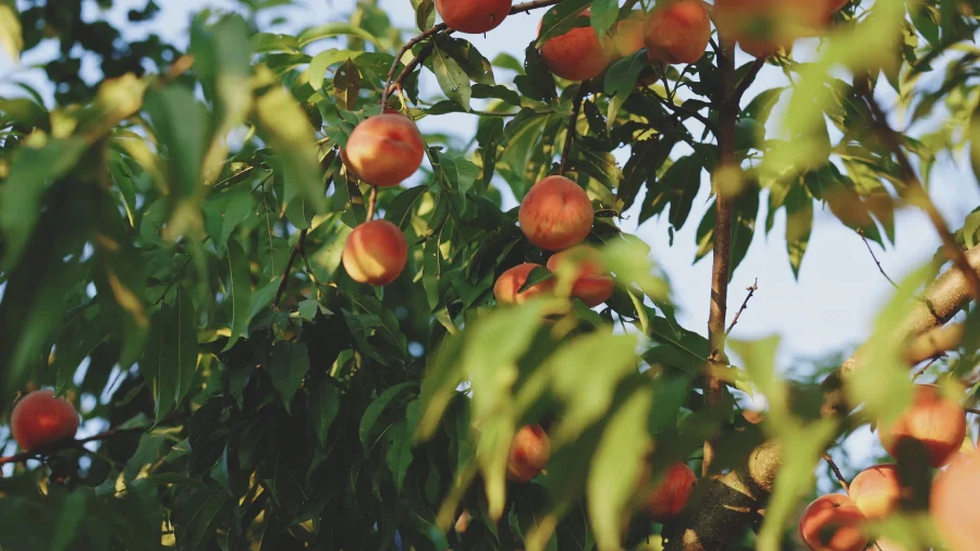 Freshness Delivered Every Single Season